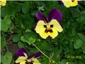 maćuhice - lat. Viola x wittrockiana (multiflora)